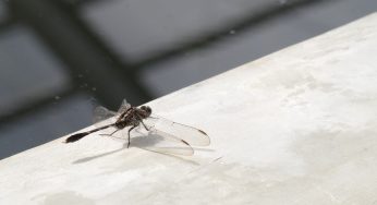 What Does It Mean When A Dragonfly Visits Your House? Here’s What It Symbolises