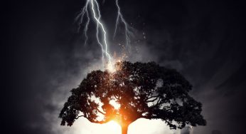 Here’s Why It’s Dangerous Staying Under a Tree During a Thunderstorm
