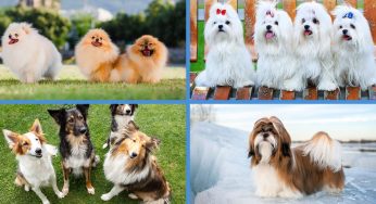 Top 10 Dog Breeds You See in S’pore