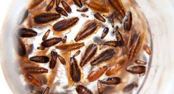 Student Earns $9K a Month Breeding Millions of Cockroaches