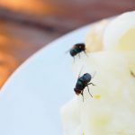 Study Shows That You Shouldn’t Eat Food That a Fly Has Landed on It Before (Even for Fewer Than 3 Seconds)