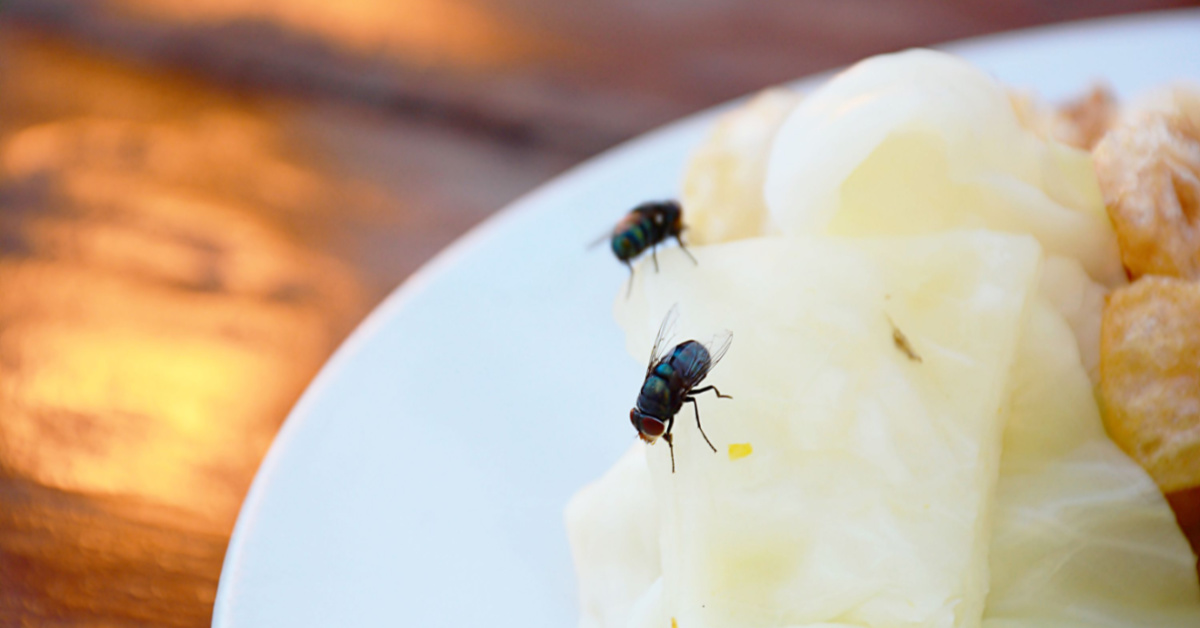 Study Shows That You Shouldn’t Eat Food That a Fly Has Landed on It