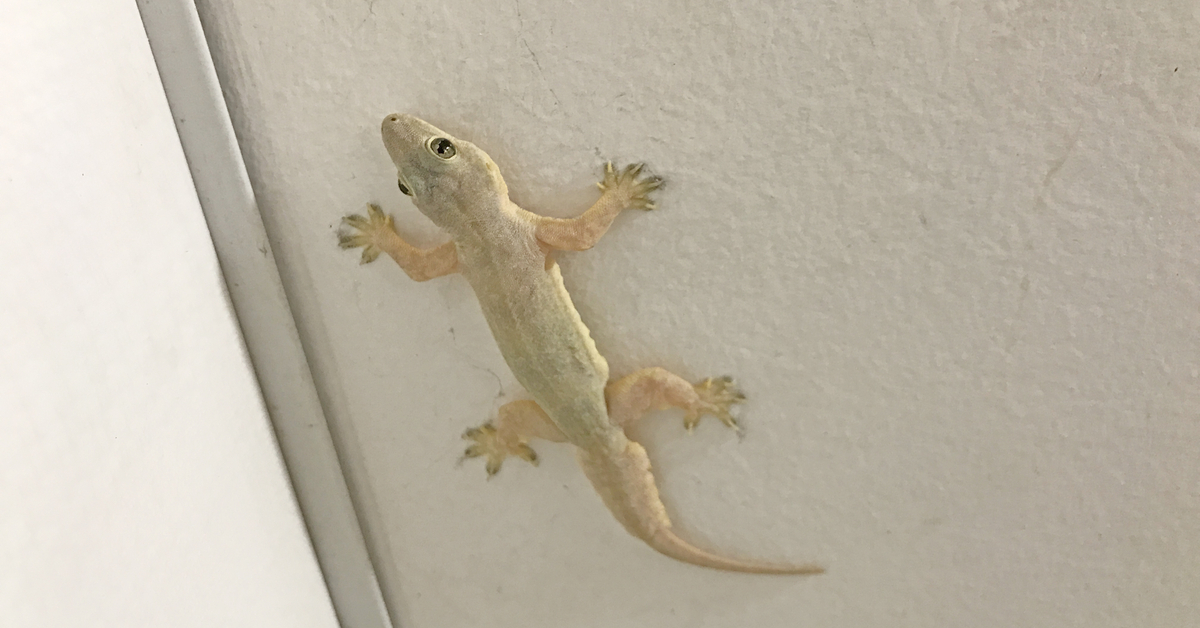9 Ways That'll Help Get Rid of House Lizards For Good - Goody Feed