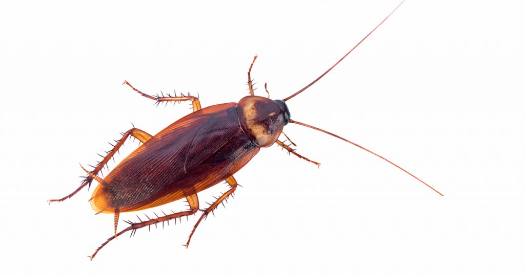 5 Dangerous Insects That Live in S’pore That S’poreans Should Avoid ...