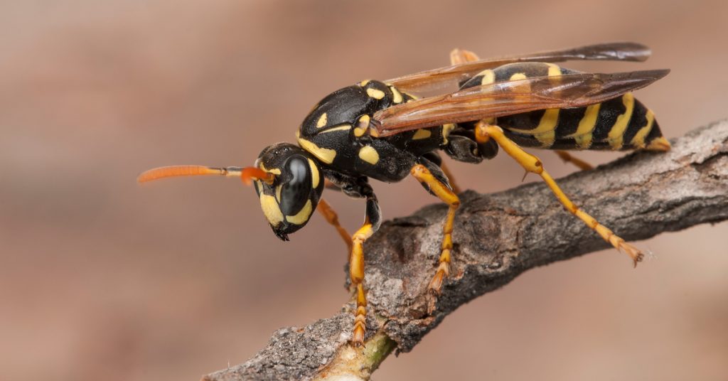 5 Dangerous Insects That Live in S’pore That S’poreans Should Avoid