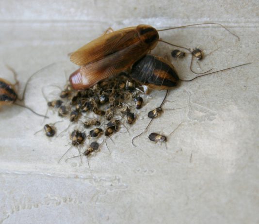 Dead Cockroaches Will Still Be Back Unless You’ve Killed Their Eggs; Here’s How to Do It