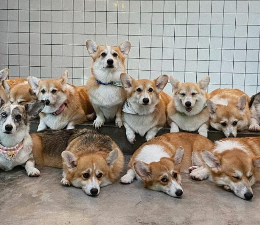 There’s A Corgi Cafe in BKK With 12 Friendly Corgis For Customers To Play With