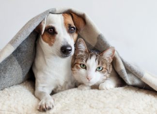 Why Pet Medical Bills in Singapore Can Exceed S$40,000