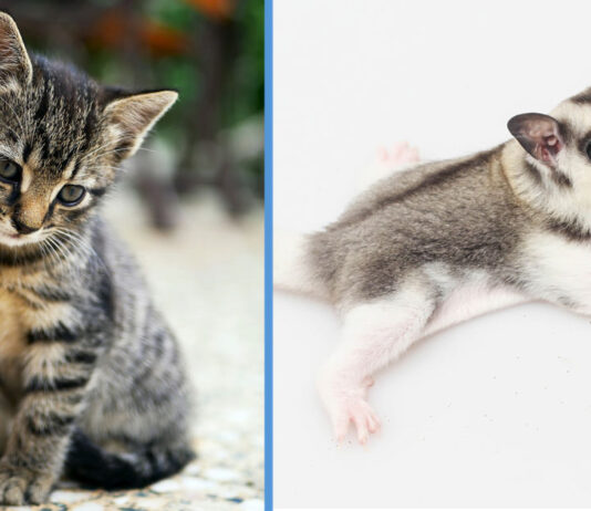 10 Pets That Are Technically Not Allowed in HDB Flats (Includes Non-HDB Approved Dogs)