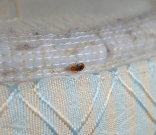 10 Facts About Bedbugs You Might Want to Know