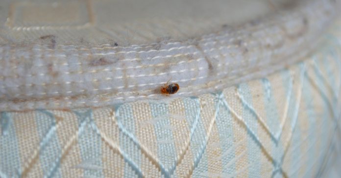 Everything About the Bedbug Infestation in South Korea & How It'll ...