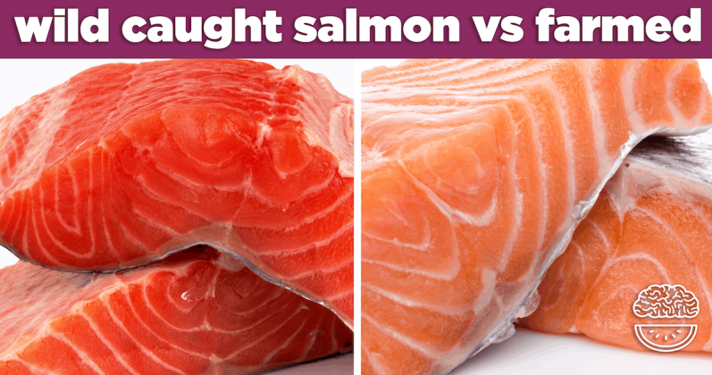 Facts About Farmed Salmon Vs Wild Salmon Theres A Risk Of Having Farmed Salmon Goody Feed 2825