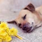 Research Shows Losing Your Dog Is As Heartwrenching As A Loved One Passing Away
