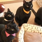 Some Households in Singapore Might Be Able to Keep Up to 6 or 10 Cats