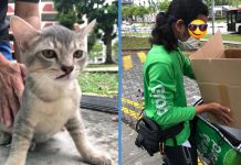 Kitten Fell from Jurong West HDB & Survived After Strangers Raised Over $375 for Its Medical Fee