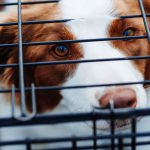 Record Number of Dogs Sent to Animal Shelters As Expats Lost Their Jobs & Returned to Their Countries