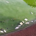 NParks & Acres Explain Why Multiple Fishes Were Found Dead in Punggol Point Park