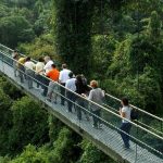 MacRitchie TreeTop Walk Closed Since August & Will Reopen in May 2021