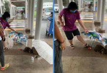 Passers-By Shield a Cat from Rain With Umbrellas So It Can Sleep Soundly