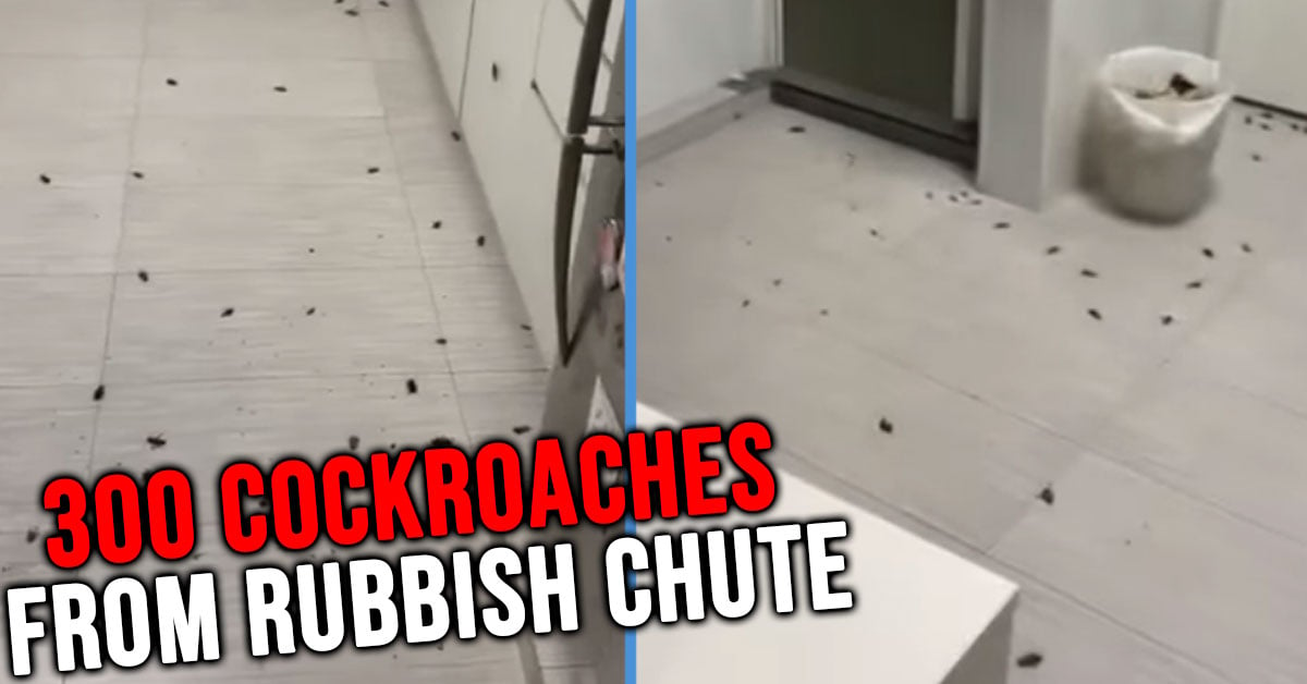 [Image: cockroaches.jpg]