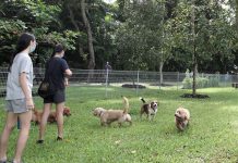 Everything About the New Dog Run in East Coast Park You Should Know