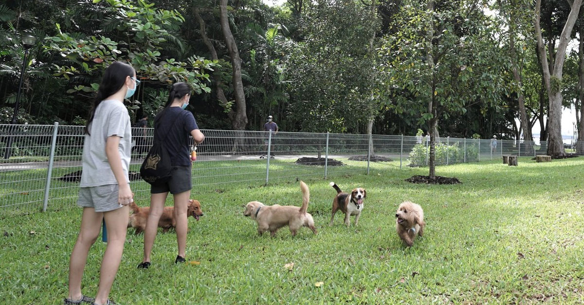 Everything About the New Dog Run in East Coast Park You Should Know
