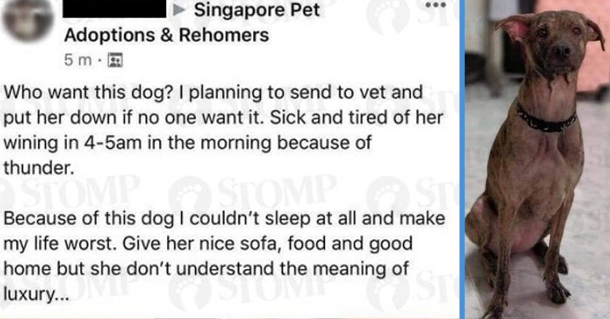 put a dog down meaning