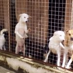 M’sia Dog Shelter With Over 3,000 Dogs Closing & Requires Donations So Dogs Can Survive