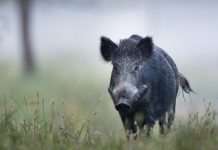 Woman Attacked by Wild Boar While Walking Home in a Pasir Ris Park