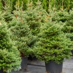 Despite COVID-19, Christmas Trees Are Selling Like Hotcakes in S’pore & Here’s Why