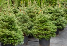 Despite COVID-19, Christmas Trees Are Selling Like Hotcakes in S’pore & Here’s Why