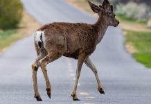 Injured Motorcyclist Who Collided With Sambar Deer in Upper Thomson Road Sues LTA & NParks
