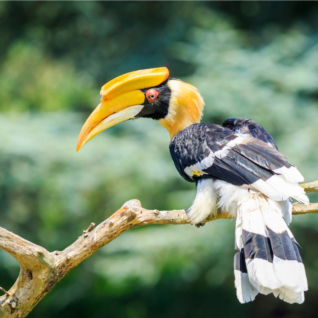 safari hornbill bird