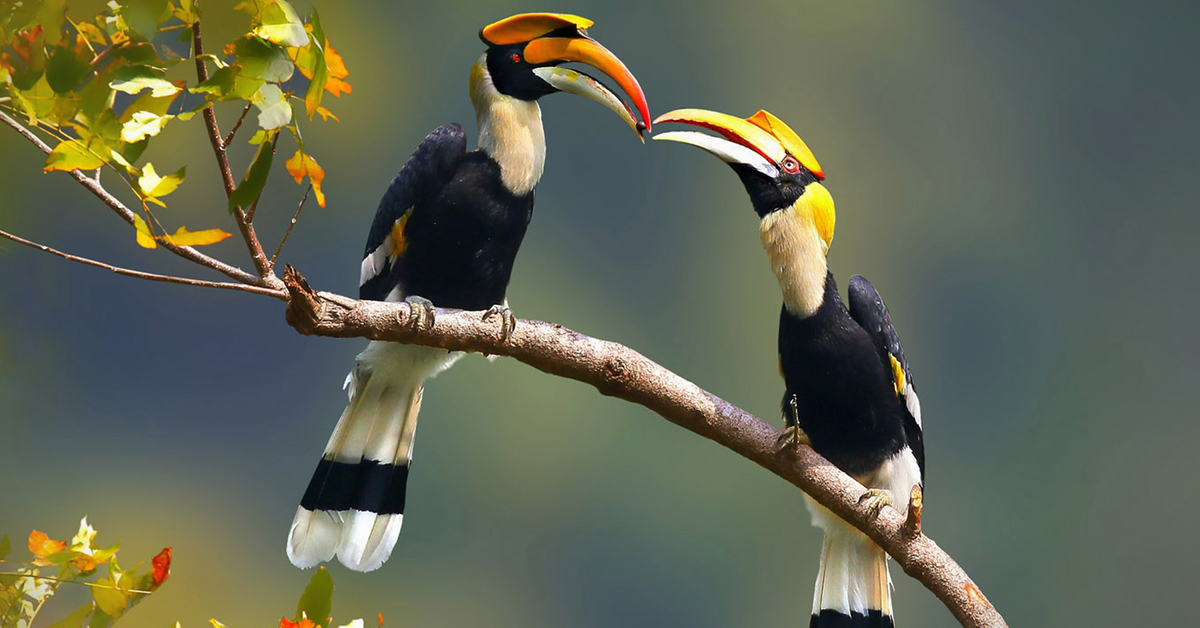 10-facts-about-hornbills-the-bird-breed-that-s-getting-online