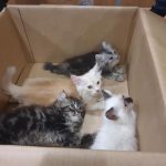 Man Charged for Hiding 4 Kittens in His Pants to Smuggle Them Through Tuas Checkpoint