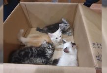 Man Charged for Hiding 4 Kittens in His Pants to Smuggle Them Through Tuas Checkpoint