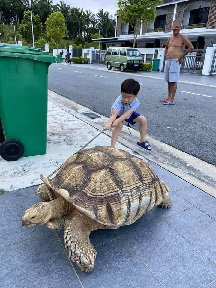 World's Most Patient Pet Owner Walks His Giant Tortoise, 60% OFF