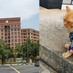 Ginger Cat in Hawaiian Shirt Appears Lost in Tampines Though It Could be Waiting for Its Servant to Come Back