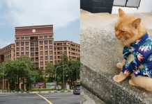 Ginger Cat in Hawaiian Shirt Appears Lost in Tampines Though It Could be Waiting for Its Servant to Come Back