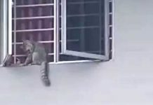 AVS Investigating Incident of Cat That Allegedly Fell to Its Death from Queensway Flat