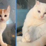10 ‘Atas’ Cats Up for Adoption; House Must Be Fully Meshed