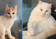 10 ‘Atas’ Cats Up for Adoption; House Must Be Fully Meshed
