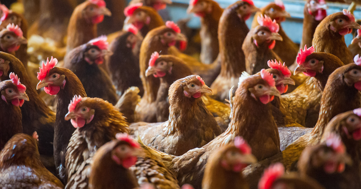 A Chicken Task Force is Formed to Control Chicken Population in Sin ...