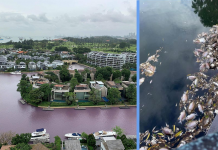 Management & NEA Respond to Pink Waterway & Unexplained Dead Fishes at Sentosa South Cove