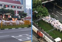 Netizens Amused at Cow Statues Left Beside Roads in Chinatown