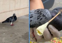 Pigeon’s Eyes Got Shot with DIY Dart in Ang Mo Kio; ACRES Appealing for Witnesses