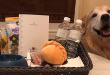 Woman Relates Staycation Experience with Pet-Friendly Hotel & It’s #PetsGoals