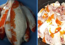 Woman Makes Fish Soup with Koi Fish That Could’ve Cost Thousands of Dollars