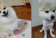 Customer & Pet Groomer Argued Publicly on FB About Dog That Was ‘Shaved Botak’