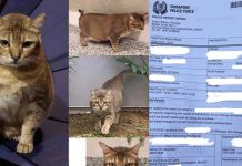 Cat Owner Transferred $300 to Scammer Who Claimed to Have Found Her Lost Cat